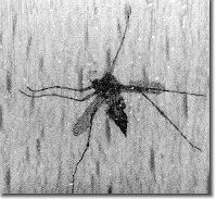 Foto 15 Bei aller Nüchternheit auch eine amüsante Situation: ein reklamiertes Laminat-Paneel, bei dem sich auf der Dekorschicht eine Mücke verewigt hat.